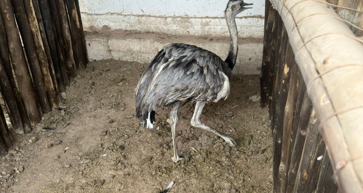 Rescatan un ñandú en un domicilio de Chimbas