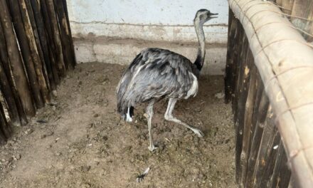 Rescatan un ñandú en un domicilio de Chimbas