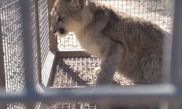 Rescatan un puma en Zonda: El ejemplar será rehabilitado para su reinserción en la naturaleza