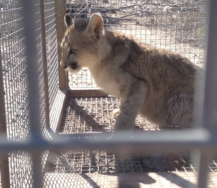 Rescatan un puma en Zonda: El ejemplar será rehabilitado para su reinserción en la naturaleza