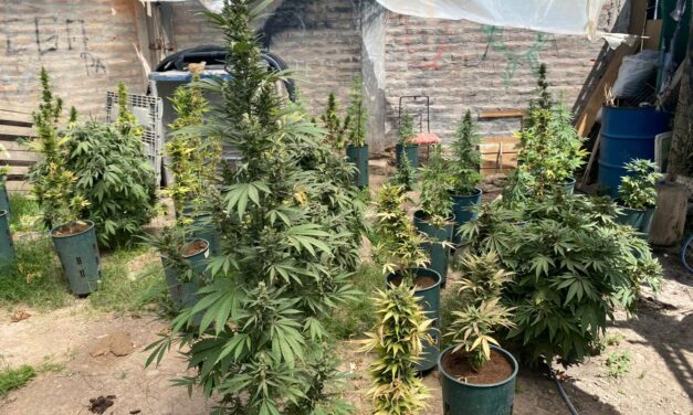 Allanamiento en Albardón: Secuestran casi un centenar de plantas de marihuana