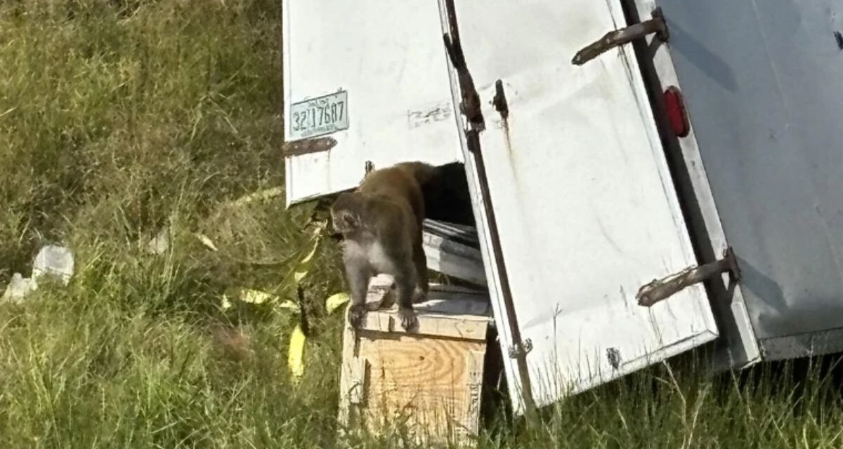 Un accidente de camión en EEUU desató operativo de emergencia por fuga de monos: tres siguen libres