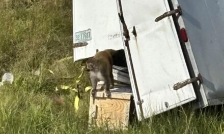 Un accidente de camión en EEUU desató operativo de emergencia por fuga de monos: tres siguen libres