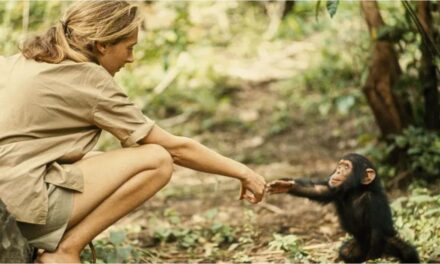 Murió la reconocida etóloga Jane Goodall, considerada la mayor experta en chimpancés del mundo