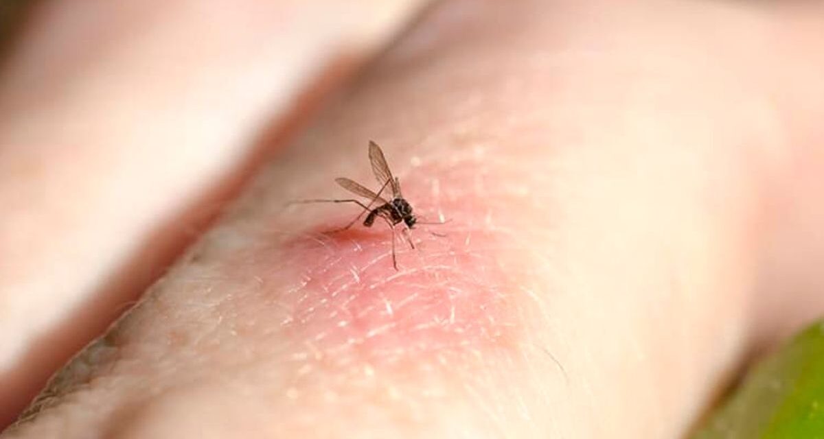 Registraron mosquitos en Islandia por primera vez en la historia