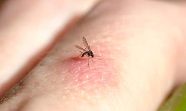 Registraron mosquitos en Islandia por primera vez en la historia