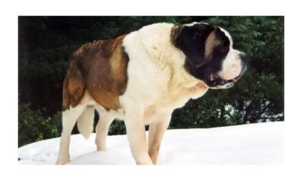 El día que un perro evitó la quiebra del Manchester United