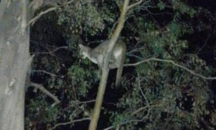 Crueldad en Jáchal: Un vecino ató a un puma y lo dejó morir atacado por perros