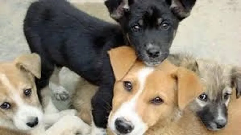 Proteccionistas sanjuaninos se movilizan para exigir penas más duras por maltrato animal