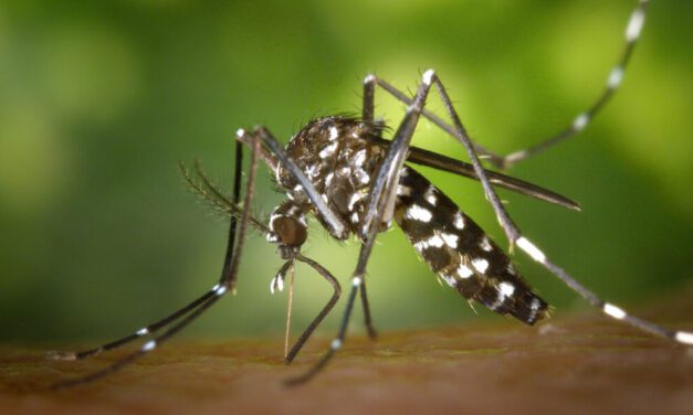 Salud refuerza las medidas de prevención contra el mosquito del dengue tras las últimas lluvias