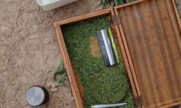 Hallaron plantas de marihuana en la casa de un hombre con arresto domiciliario
