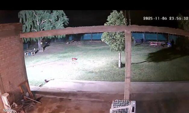 Vecinos de El Mogote denuncian inseguridad y falta de respuesta policial: Mirá el vídeo de los robos