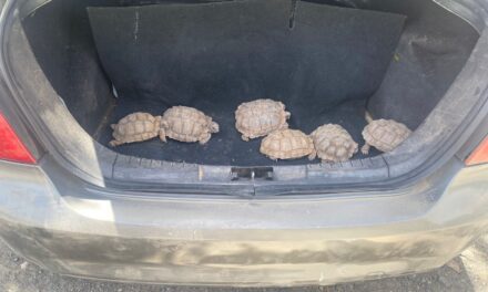 Golpe al tráfico de fauna en Sarmiento y Caucete