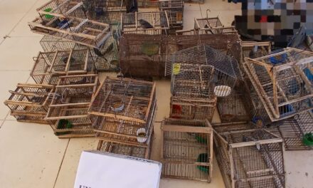 Operativo en Los Berros: Secuestraron más de 50 aves autóctonas