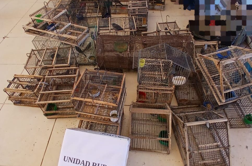 Operativo en Los Berros: Secuestraron más de 50 aves autóctonas