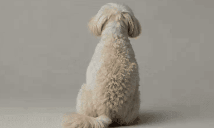 Desestiman la denuncia por presunto abuso animal tras el informe veterinario