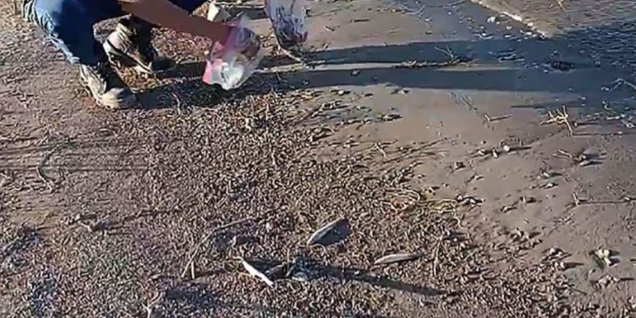 Tras el reclamo por la muerte de peces, Jáchal realizará dos estudios del agua: Uno en la UNCuyo y otro local