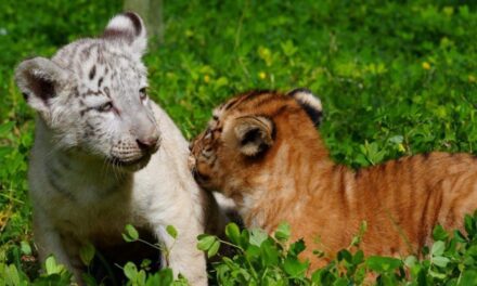 Dos tigresas nacieron de una ligre