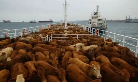 Finalmente, las 2.901 vacas uruguayas varadas en el mar desembarcaron en Libia, con denuncias ambientales de por medio