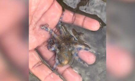 Sostuvo a un pequeño pulpo para hacer un video sin saber que su veneno podía matarlo en cuestión de minutos