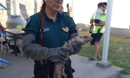 Susto en La Bebida: Un lagarto colorado apareció en el patio de una casa
