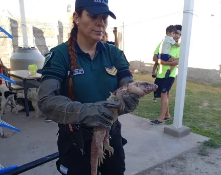 Susto en La Bebida: Un lagarto colorado apareció en el patio de una casa