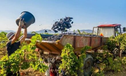 San Juan anticipa la cosecha con un plan financiero clave