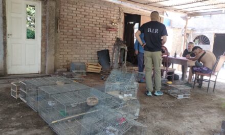 Operativo en Caucete: Secuestraron casi 50 aves protegidas y un vehículo robado