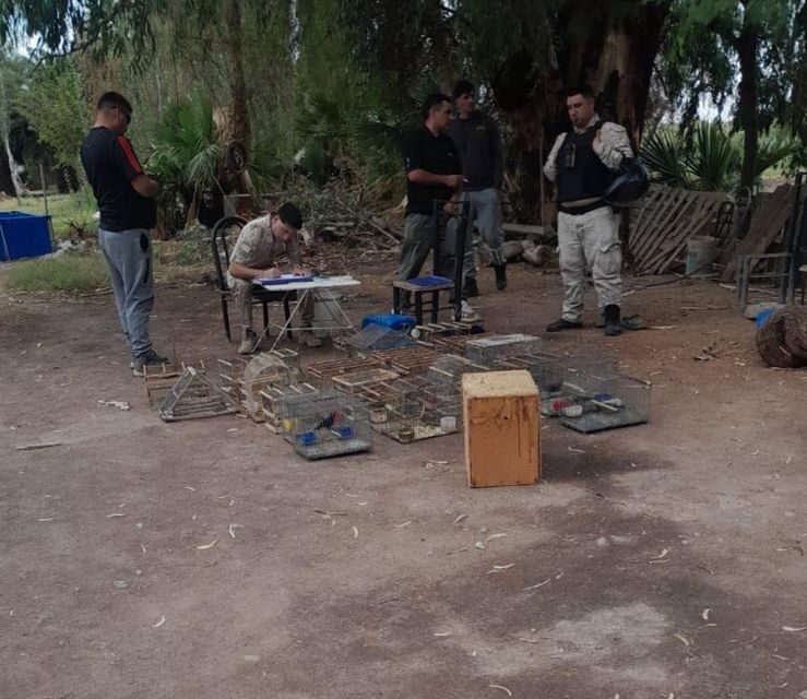 Tenían 110 aves en jaulas: Tres detenidos tras denuncias anónimas