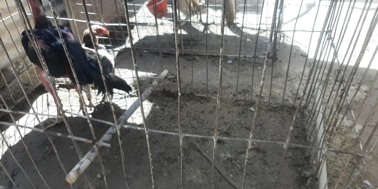 Allanamientos en Caucete y Albardón: Secuestran aves autóctonas, gallos de riña y elementos denunciados por otro hecho