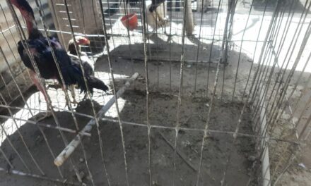 Allanamientos en Caucete y Albardón: Secuestran aves autóctonas, gallos de riña y elementos denunciados por otro hecho