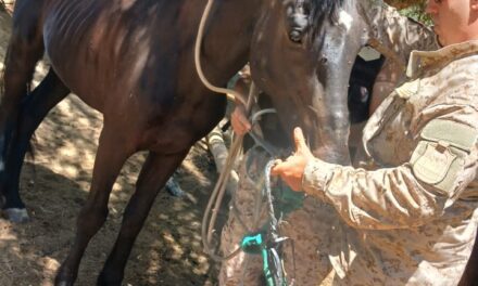 Caucete y Albardon: Operativos rurales por maltrato animal y fauna protegida
