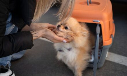 Cómo será llevar mascotas en trenes y micros de larga distancia: requisitos y todo lo que hay que saber
