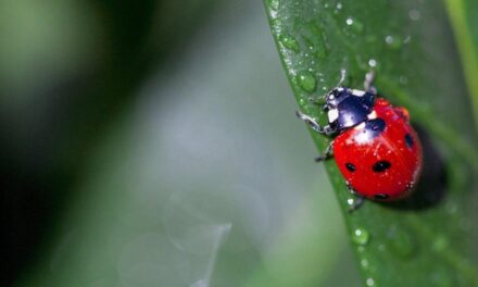 Cómo activar el modo vaquita de San Antonio en WhatsApp