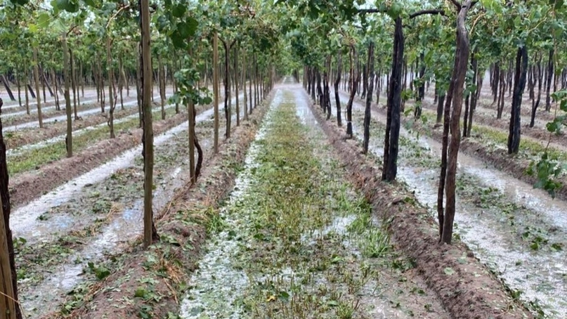 Balance positivo para el campo: Pocas pérdidas por tormentas y asistencia activa a productores
