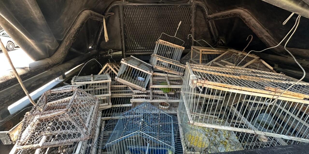 Dos procedimientos permitieron rescatar aves silvestres en Albardón