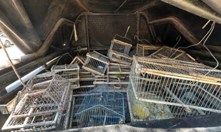 Dos procedimientos permitieron rescatar aves silvestres en Albardón