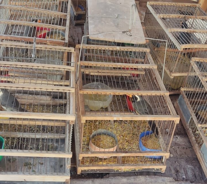 Golpe al tráfico de fauna: Rescatan más de 20 aves autóctonas en un allanamiento en Tupelí