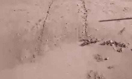 Imágenes del día después: El impacto del temporal en Ullum