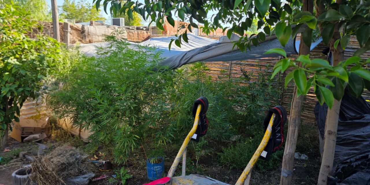 Un allanamiento por lesiones terminó destapando un cultivo de marihuana en Chimbas