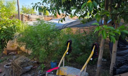 Un allanamiento por lesiones terminó destapando un cultivo de marihuana en Chimbas