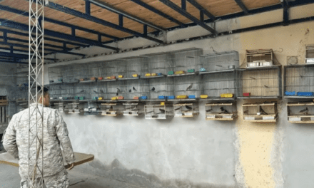 Tráfico ilegal: Rescataron decenas de aves silvestres en una vivienda de Albardón