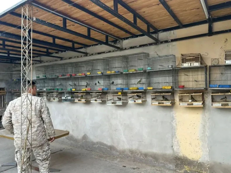 Tráfico ilegal: Rescataron decenas de aves silvestres en una vivienda de Albardón