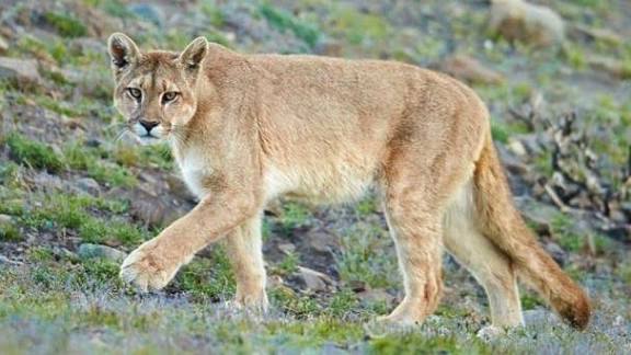 Dos pumas, dos escenarios y una misma alerta ambiental