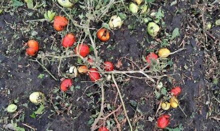 El granizo obligó a suspender la Cabalgata del Gaucho José Dolores y a desplegar apoyo a productores