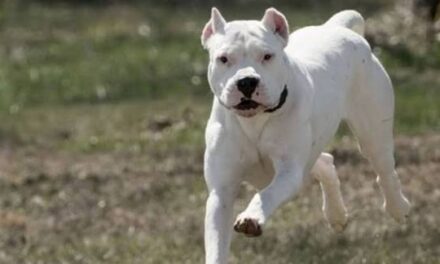 Hombre hospitalizado tras ser atacado por un dogo en Rivadavia