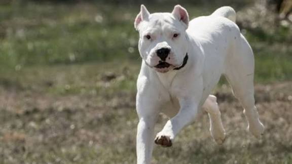 Hombre hospitalizado tras ser atacado por un dogo en Rivadavia