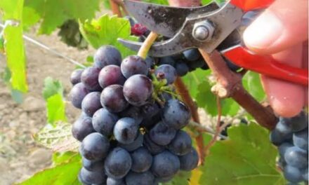 Vendimia 2026: Los viñateros advierten que se viene el peor escenario en años