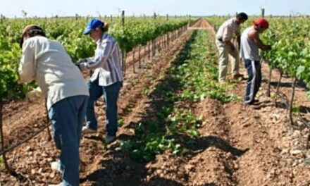 Suben los salarios rurales y alertan por el avance del trabajo no registrado