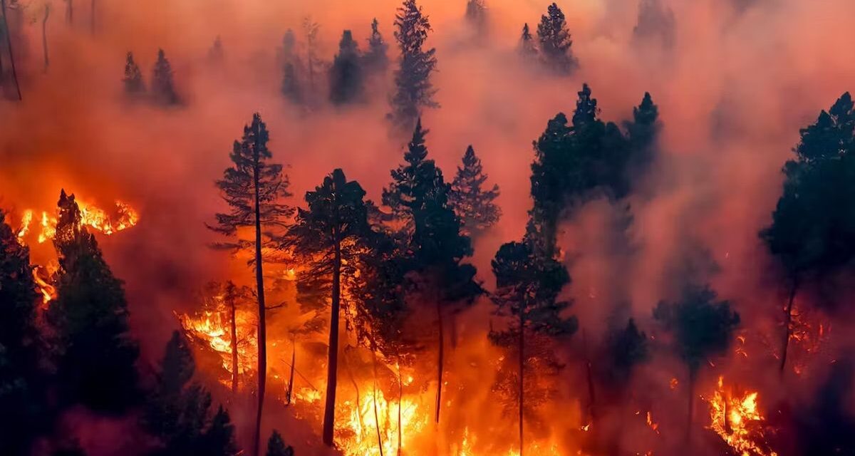 La motosierra de Javier Milei también alcanzó al Servicio Nacional de Manejo del Fuego